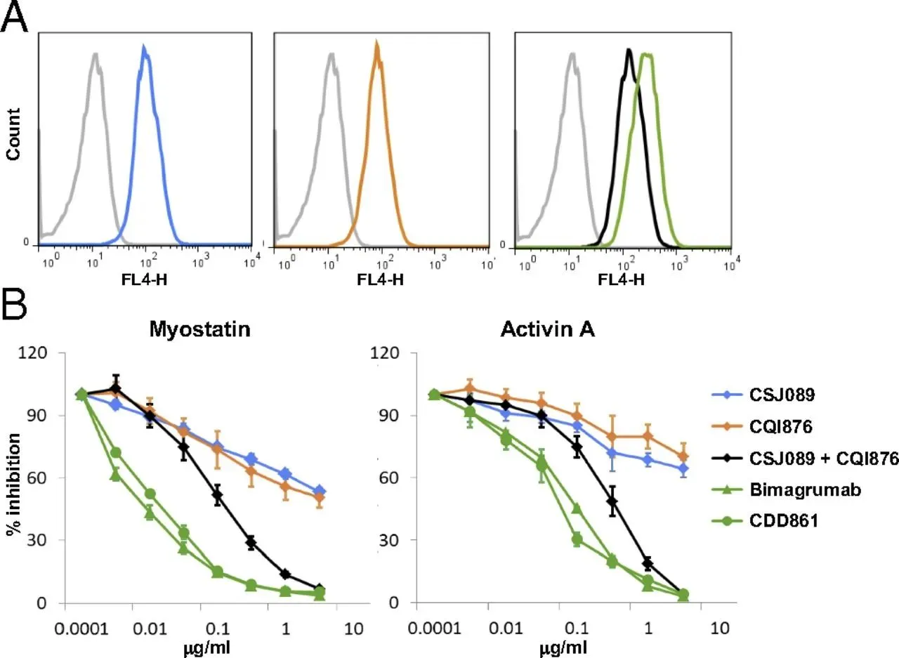 CDD861、Bimagrumab及两种配体抗体对Myostatin和Activin A信号的抑制曲线