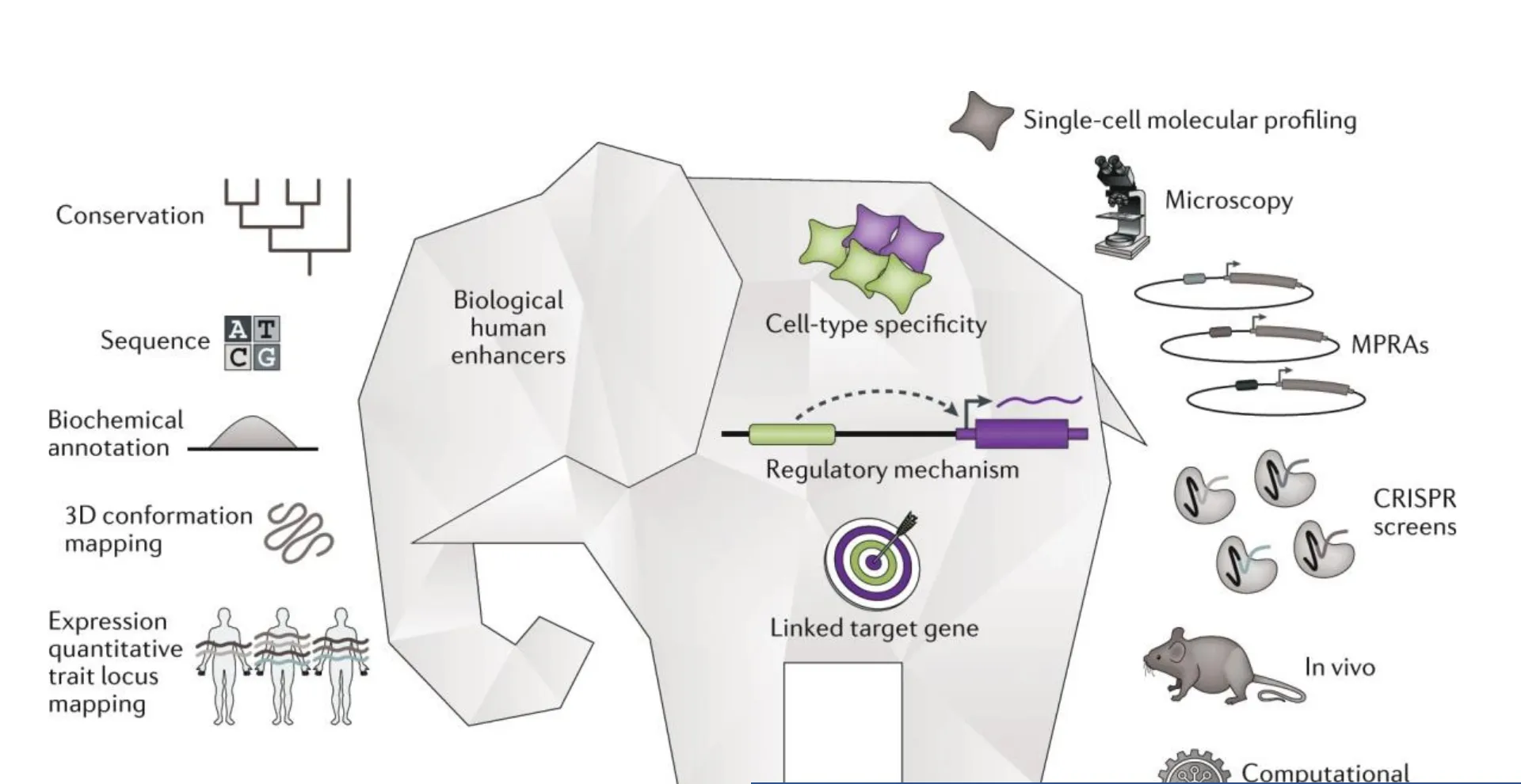 An elephant-shaped diagram of biological enhancer research integrating sequence, cell-type, 3D genome, MPRA, CRISPR-screen, and in-vivo evidence