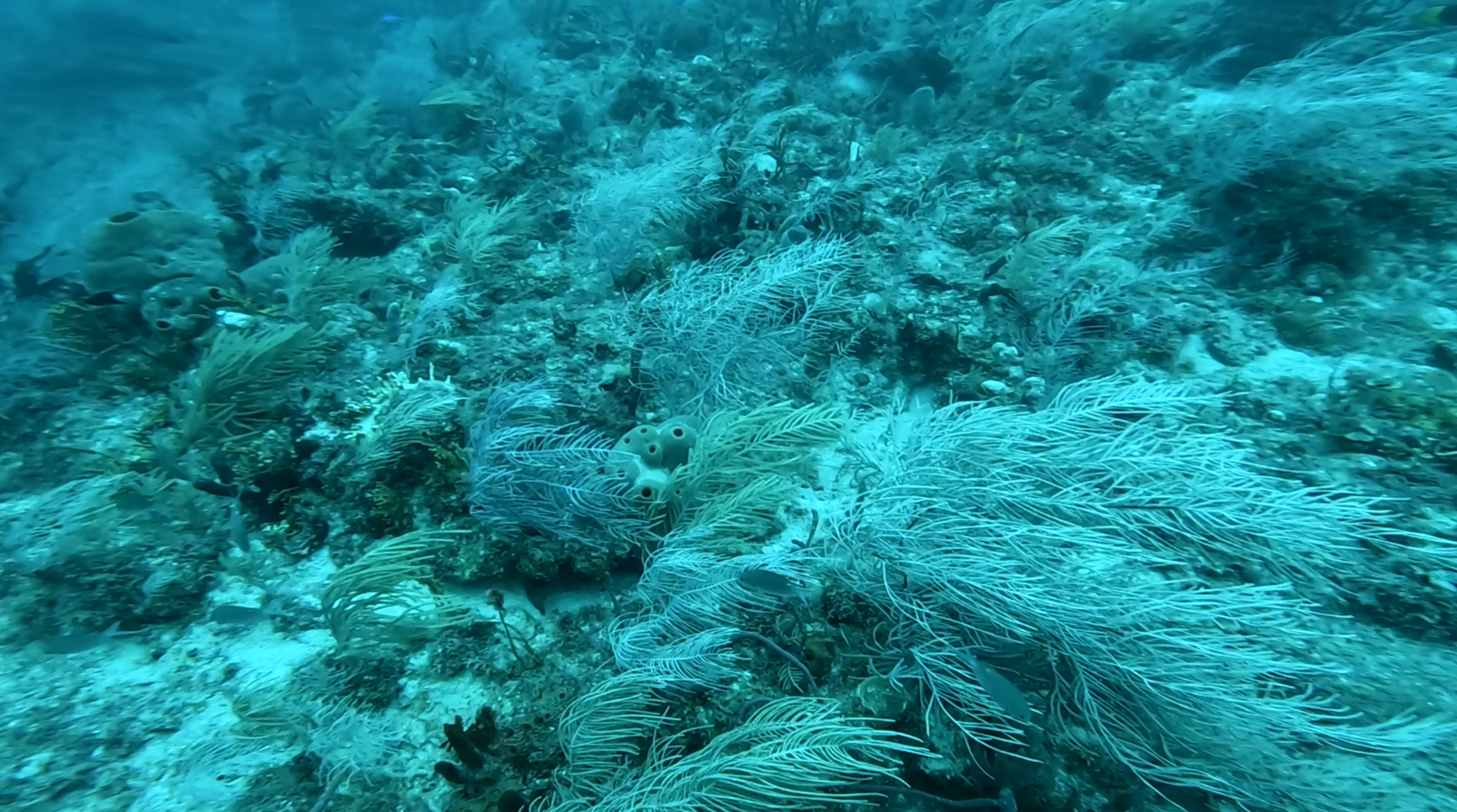Deep-sea corals and sponges forming a dense branching habitat