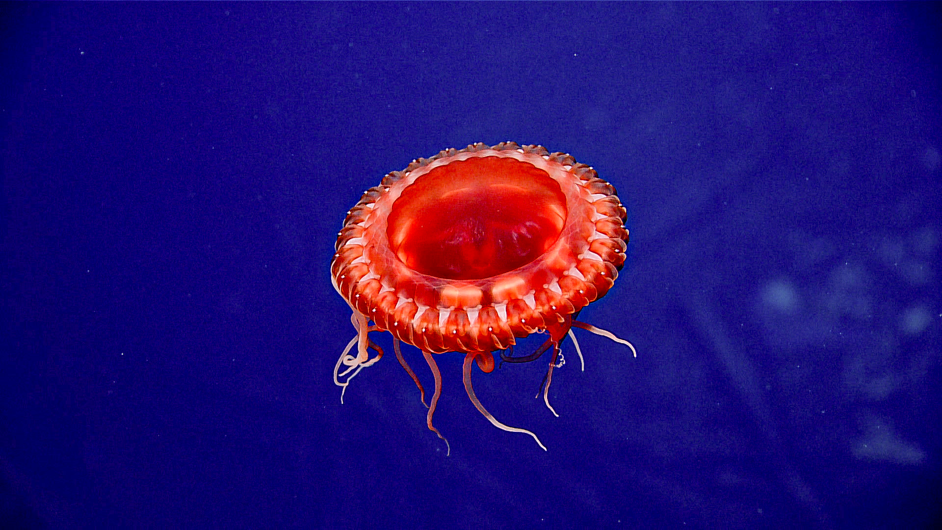 A vivid red deep-sea jellyfish suspended against cobalt-blue water