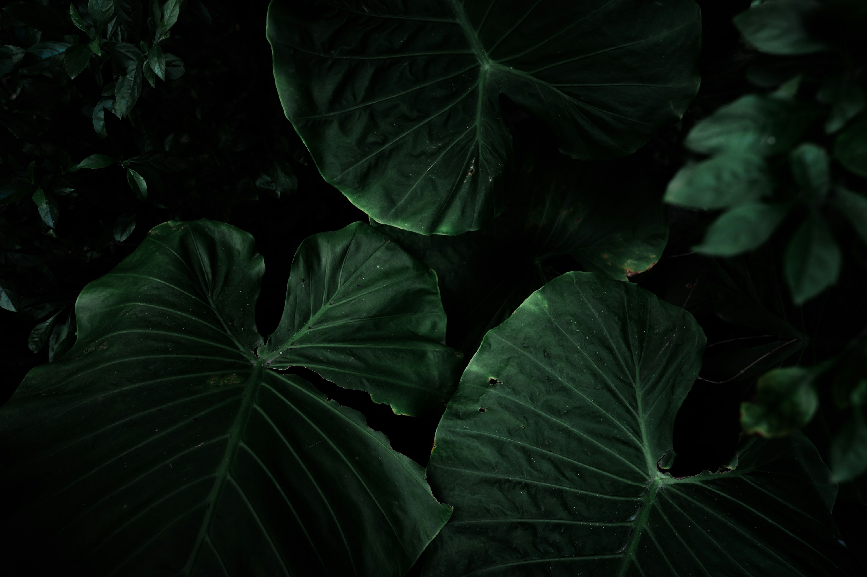Dark tropical foliage with broad leaves and pronounced vein structures